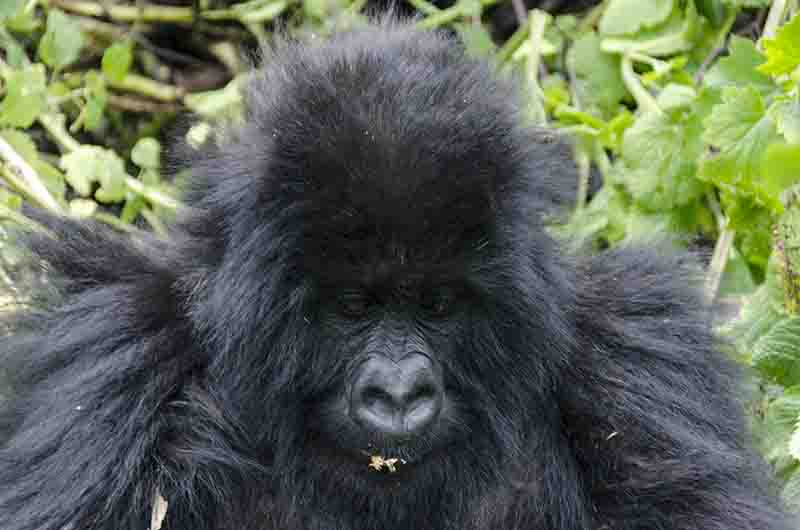 35 - Gorila joven - selva de Virunga - parque nacional de los volcanes - Ruanda